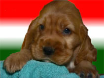 www.spanieldog.gportal.hu - www.westi.gportal.hu