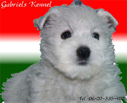 Gabriel s Kennel - www.westi.gportal.hu